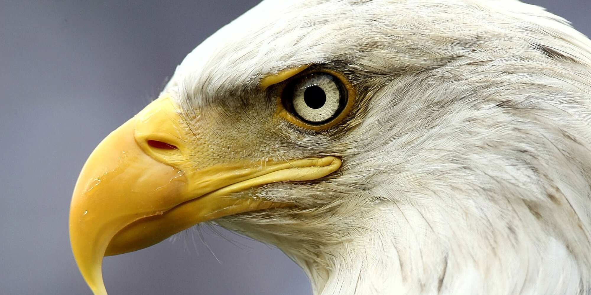 Ein Adler in Nahaufnahme