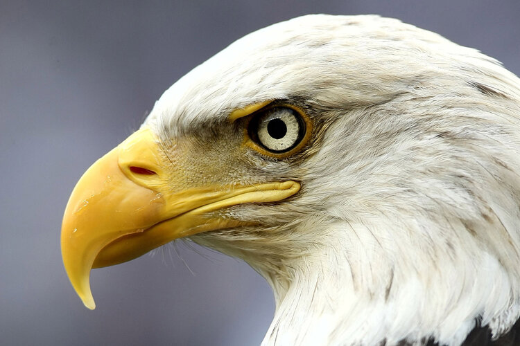 Ein Adler in Nahaufnahme