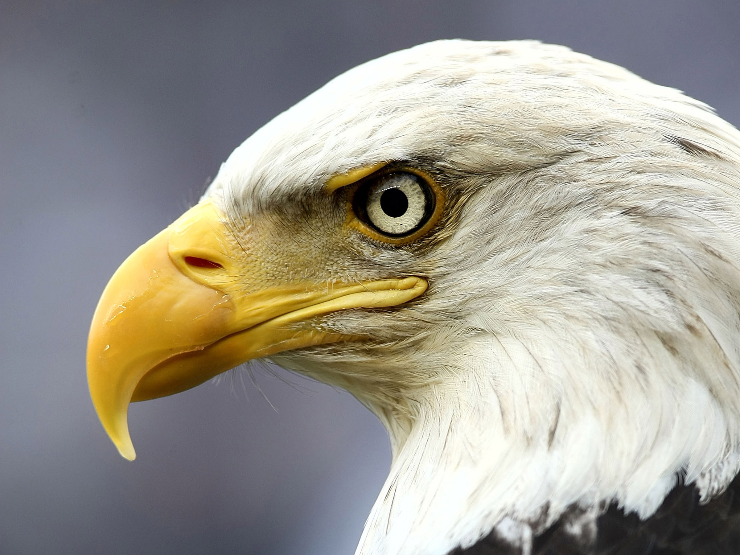 Energieunabhängigkeit America First