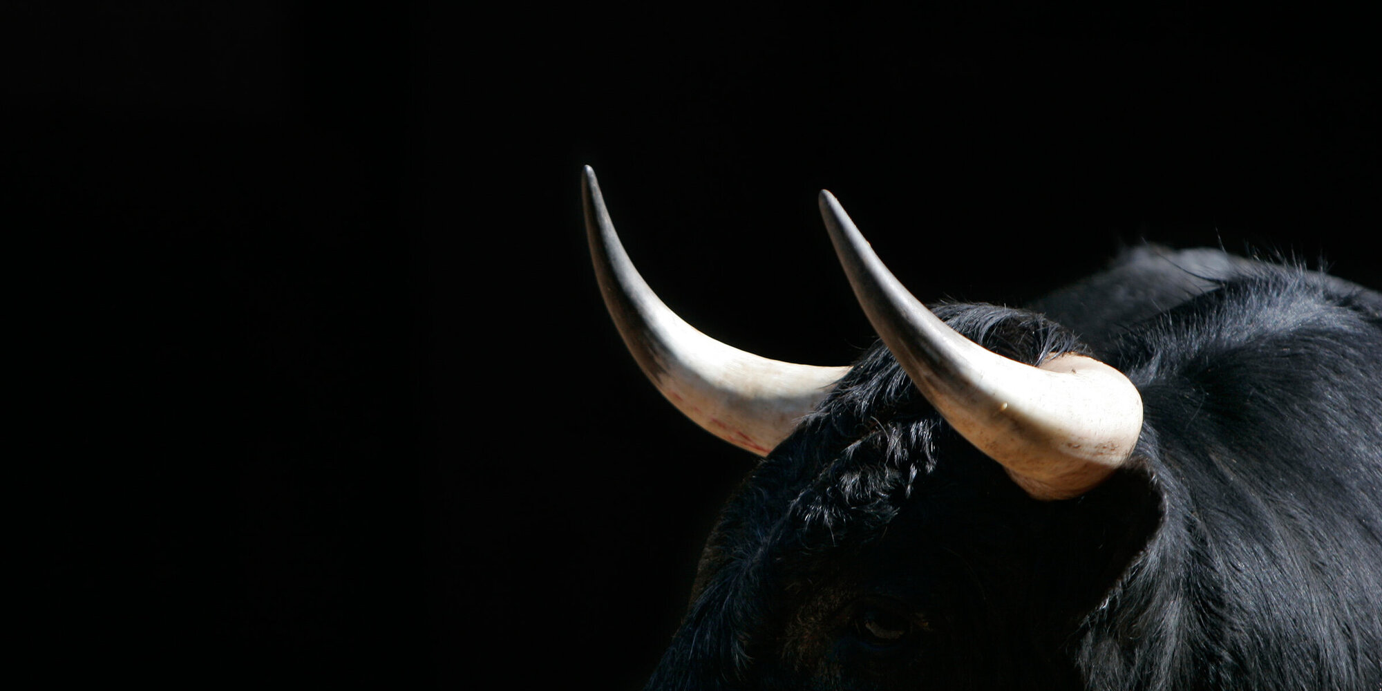 Young bull in Las Ventas, Madrid.