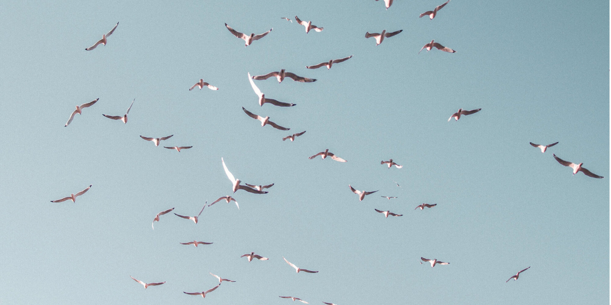 Themenbild "Weiter Horizont" (Vögelam  Himmel)