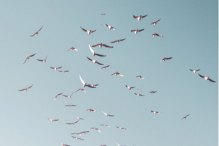 Themenbild "Weiter Horizont" (Vögelam  Himmel)