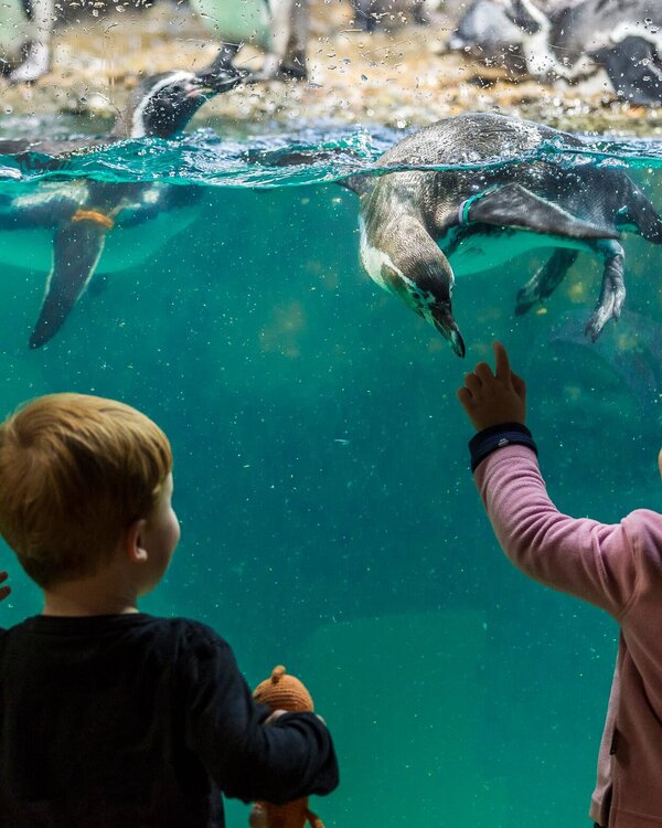 Zoo Zürich, Kinder mit Pinguinen