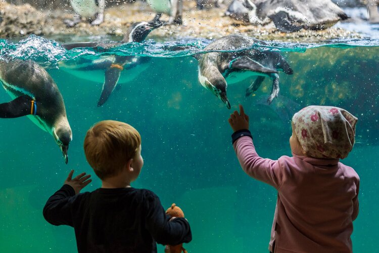 Zoo Zürich, Kinder mit Pinguinen