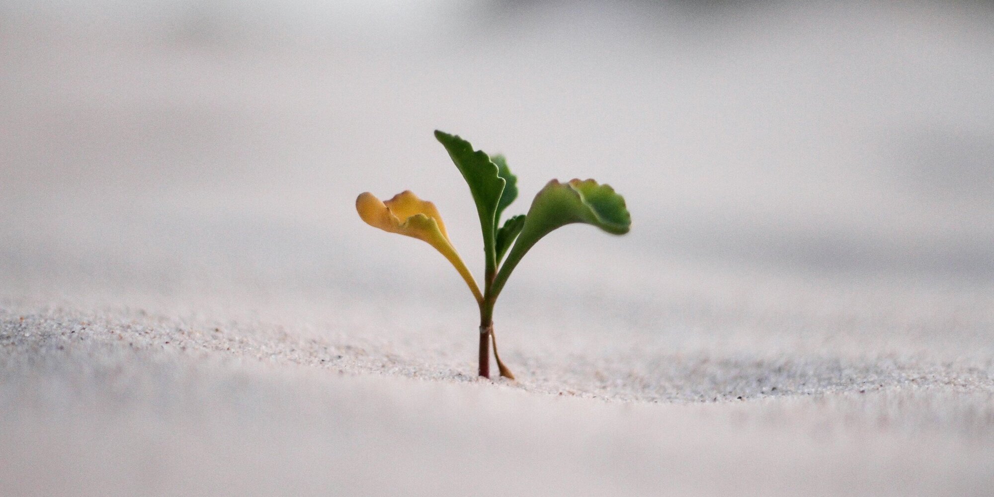 Knospe, die aus dem Boden wächst