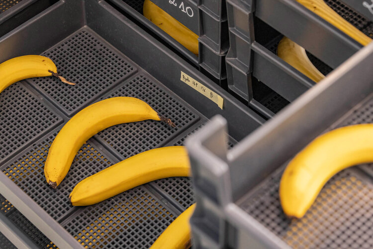 Bananen im Labor