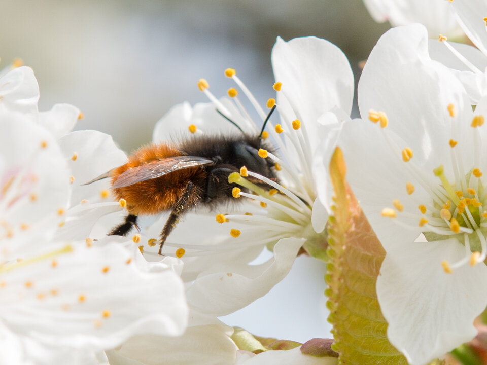 Mauerbiene auf einer Kirschbaumblüte