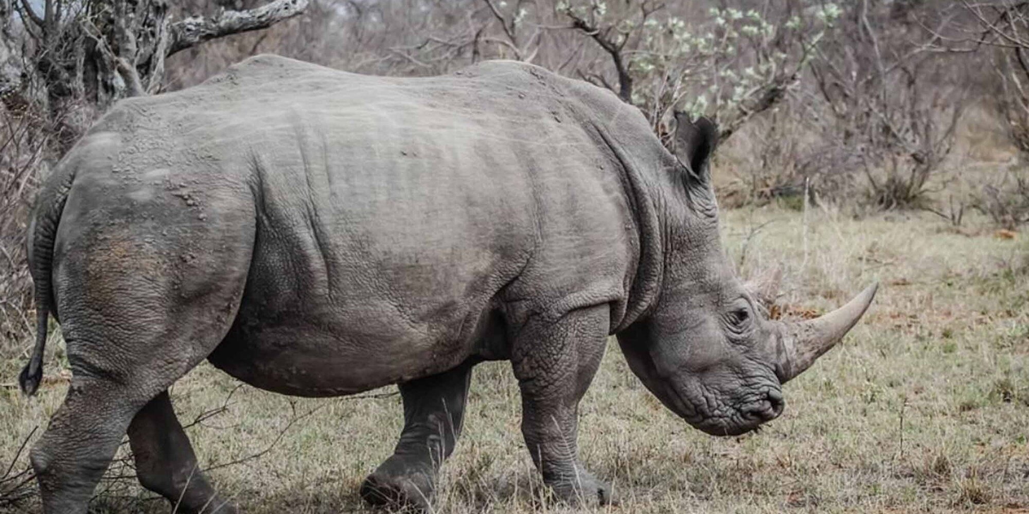 Das Nashorn