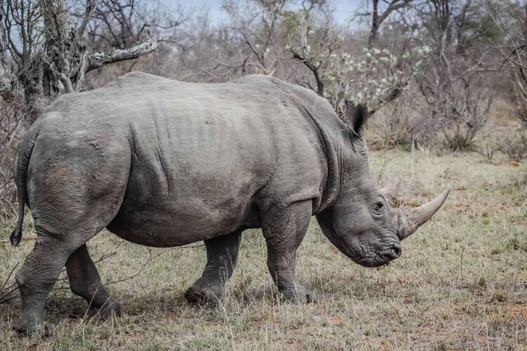 Das Nashorn