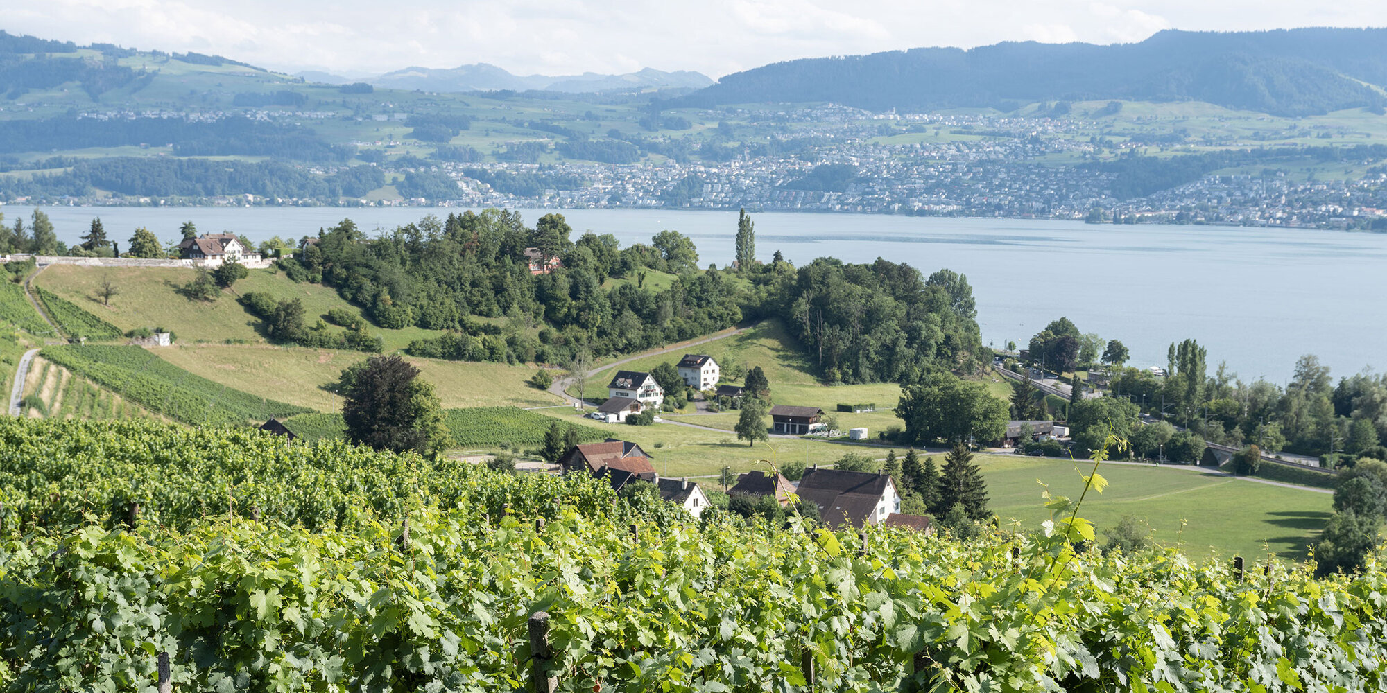 Rebberg bei Stäfa und Männedorf