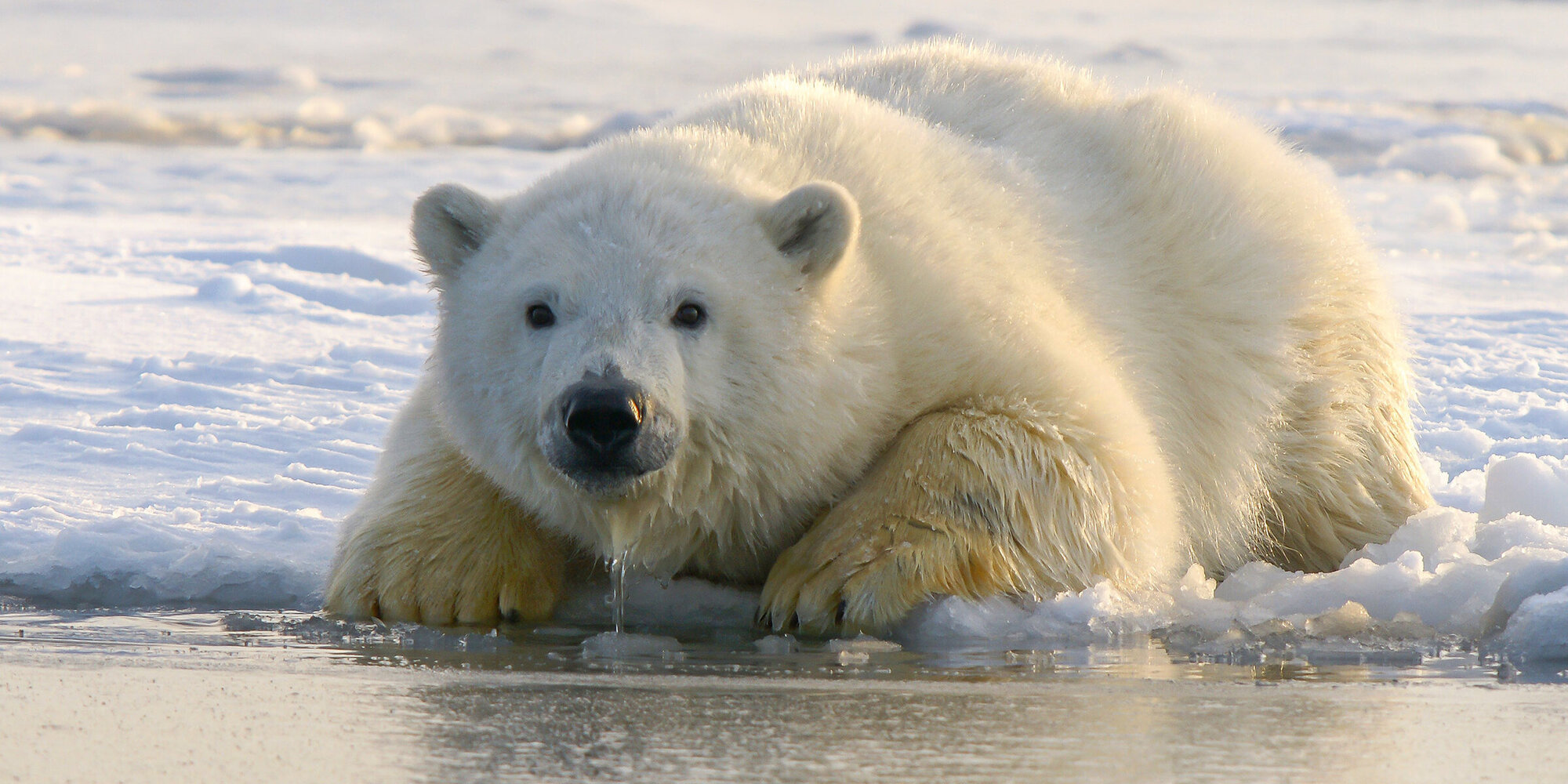 Schmilzt das Meereis, verschwindet auch der Lebensraum der Eisbären.
