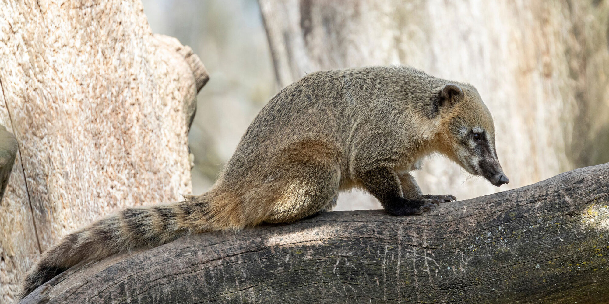 Südamerikanischer Nasenbär im Zoo Zürich. (Bild: Zoo Zürich, Enzo Franchini)