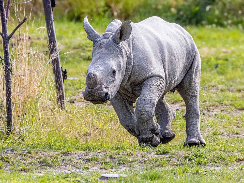 Kindermarketing mit Fokus auf Nachhaltigkeit: Breitmaulnashornkalb Ushindi im Zoo Zürich.