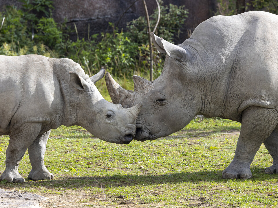 Südliches Breitmaulnashorn Ceratotherium simum simum; Ushindi und Kimba