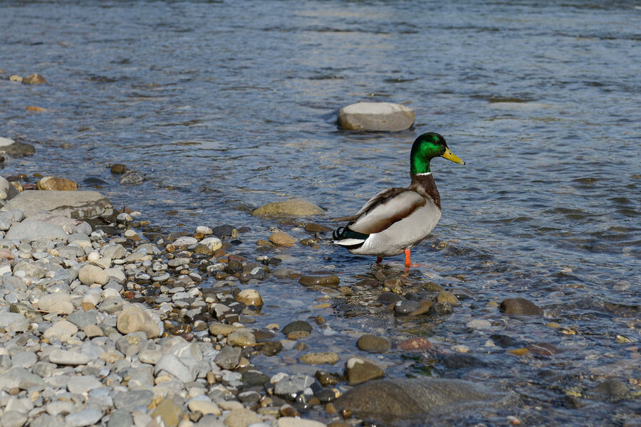 Ente am Sihluferweg