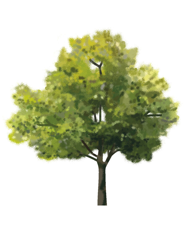 Illustration zum Thema öffentliche Bäume