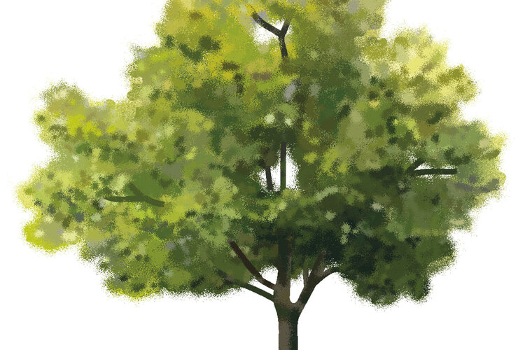 Illustration zum Thema öffentliche Bäume