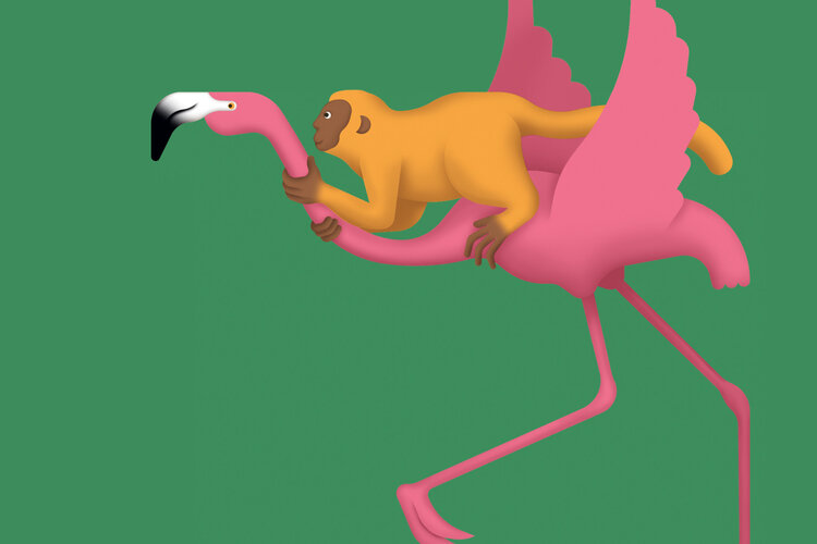 Illustration Zoo: Flamingo und Äffchen