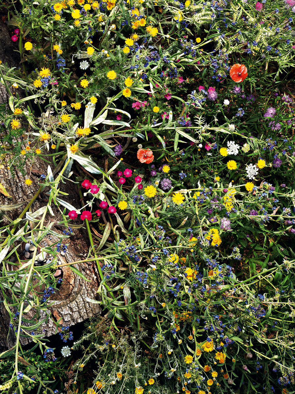Wildbienengarten Hard