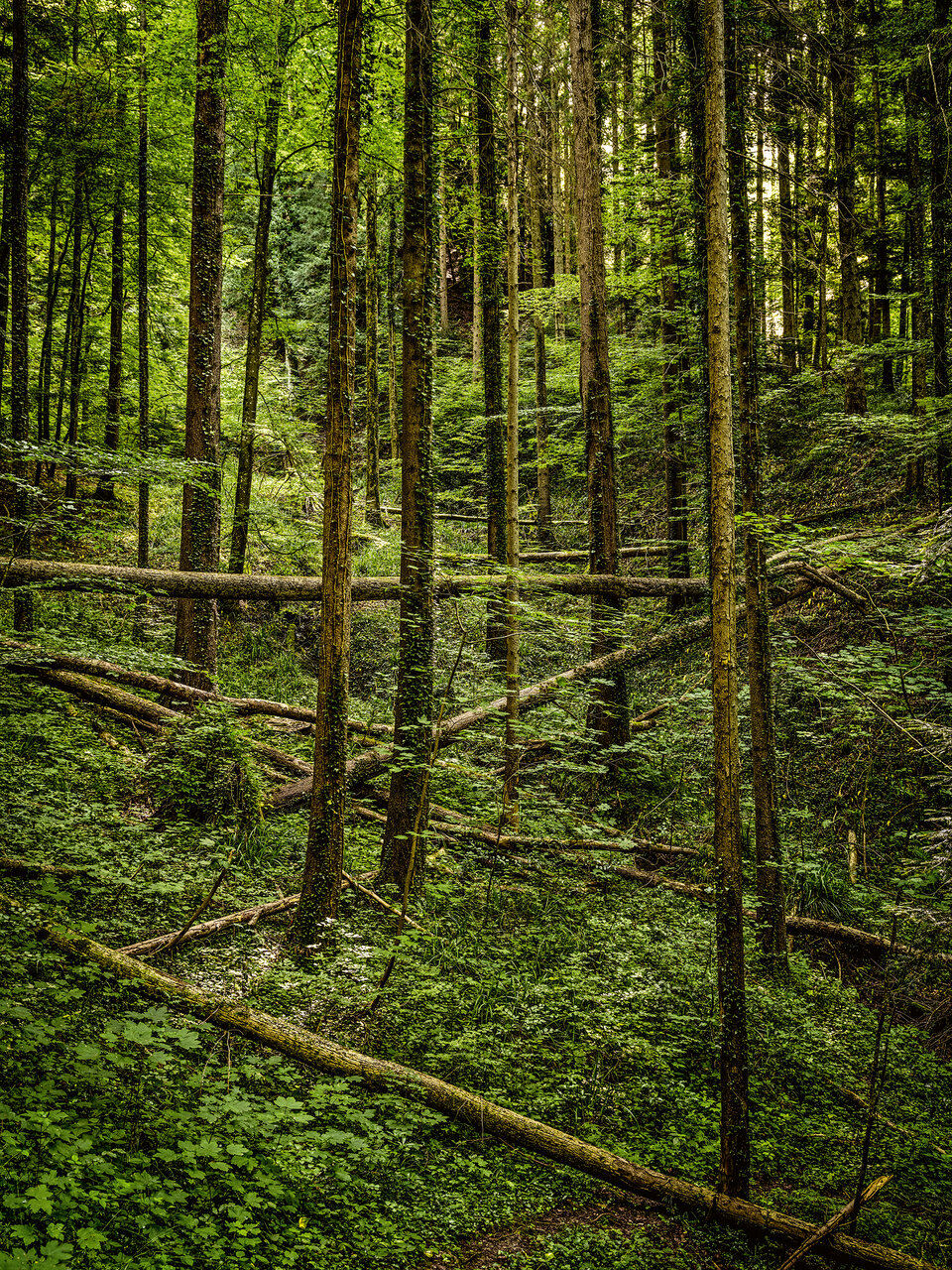 Bild Sihlwald
