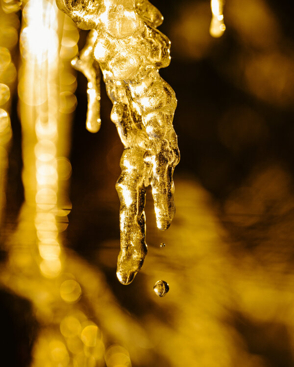 Eiszapfen im goldenen Licht