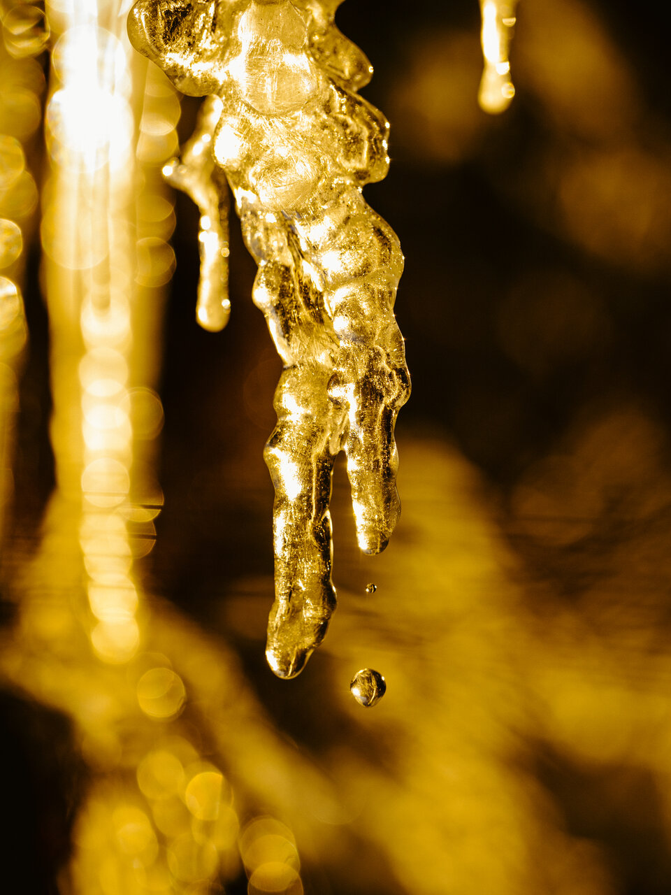 Eiszapfen im goldenen Licht