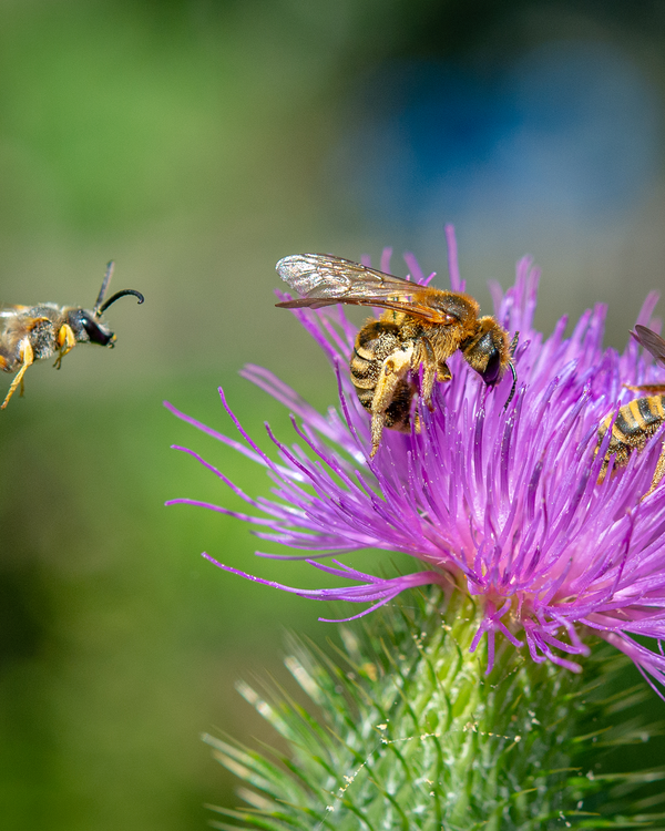 Wildbienen