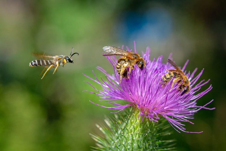 Wildbienen